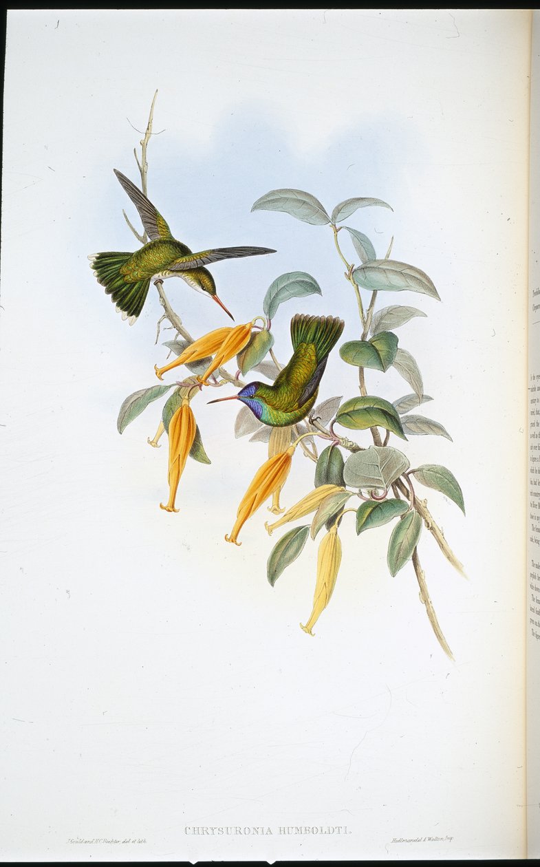 Humboldts kolibri (Chrysuronia Humboldti) (håndfarget litho) av John (after) Gould