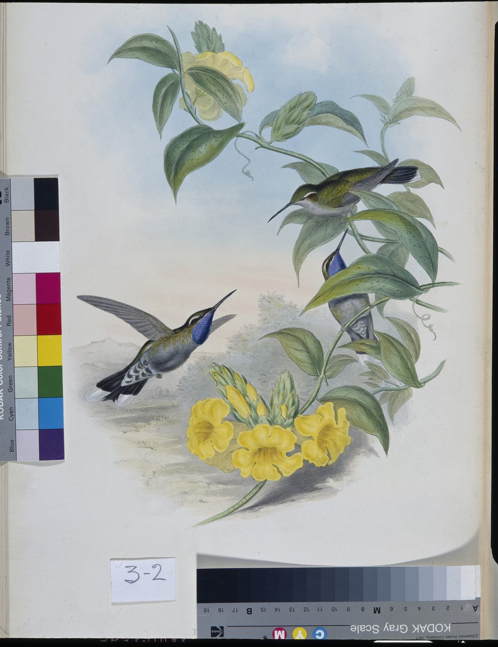 Kolibrier (Delattria Clemenciae) (håndfarget litho) av John (after) Gould
