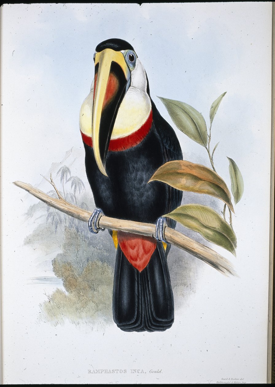 Inca Toucan (Ramphastos inica) (håndfarget litho) av John (after) Gould