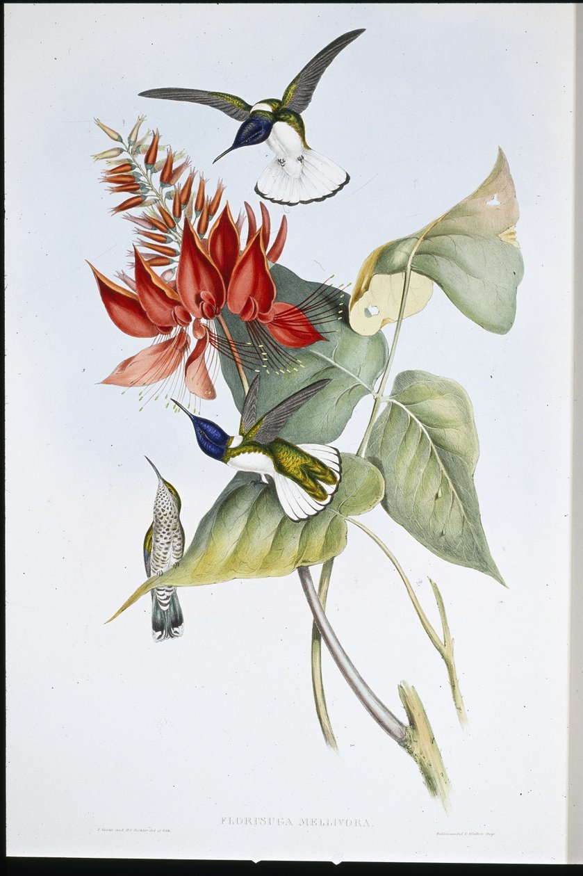 Jacobin (Florisuga Mellivora) (håndfarget litho) av John (after) Gould