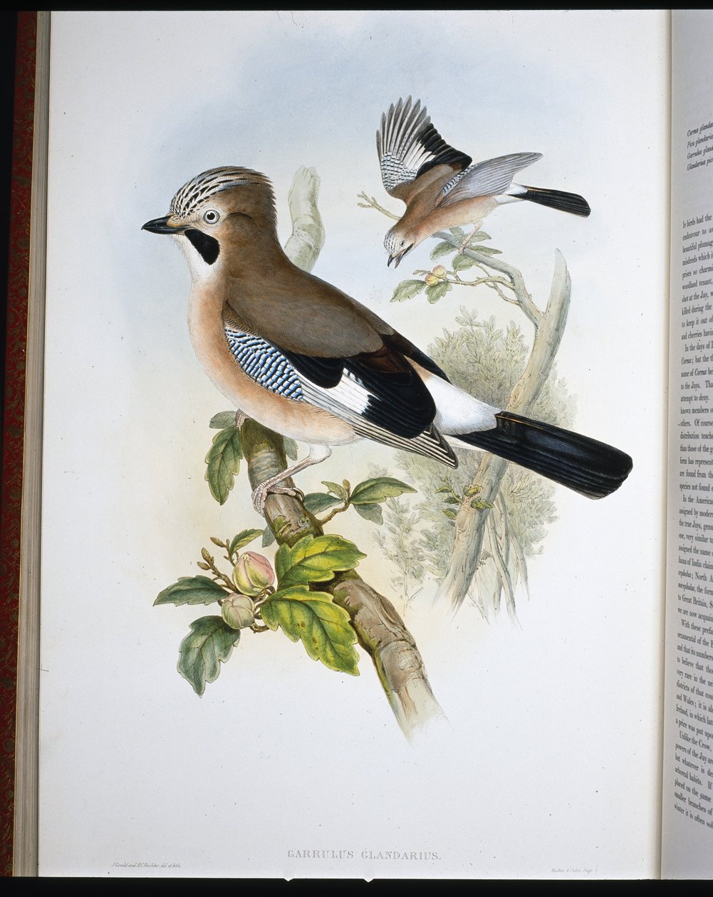 Jay (Garrulus Glandarius) (håndfarget litho) av John (after) Gould