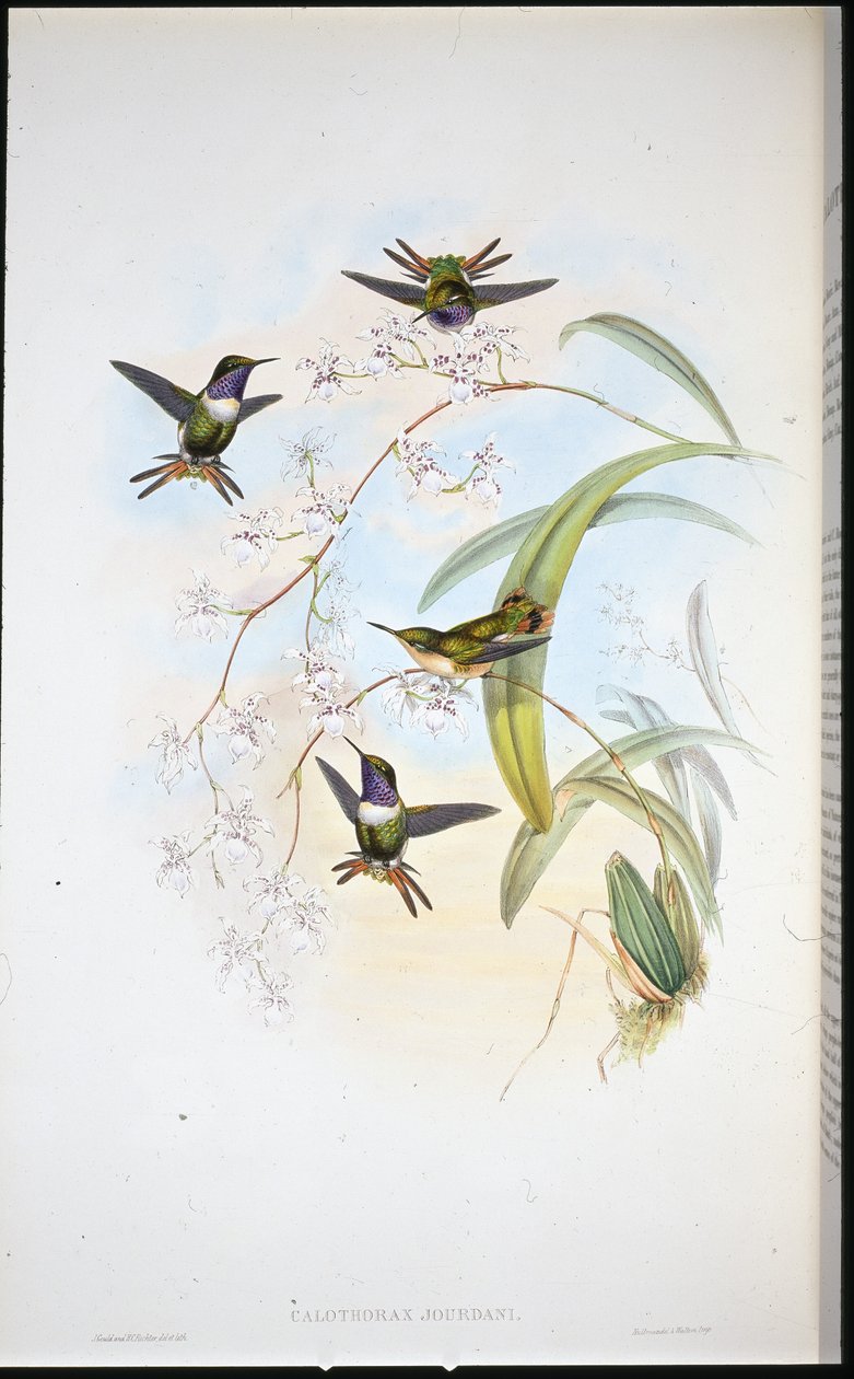 Jourdan's Wood Star (Calothorax Jourdani) (håndfarget litho) av John (after) Gould