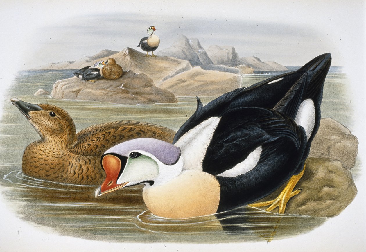 Kongeand (Somateria Spectabilis) (håndfarget litho) av John (after) Gould