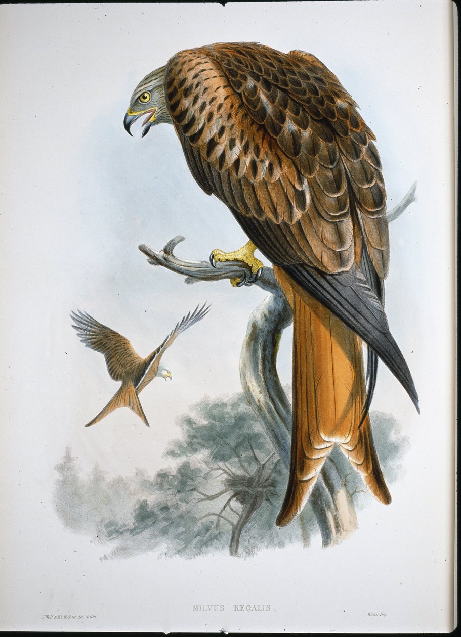 Kite of Glead (Milvus Regalis) (farget gravering) av John (after) Gould