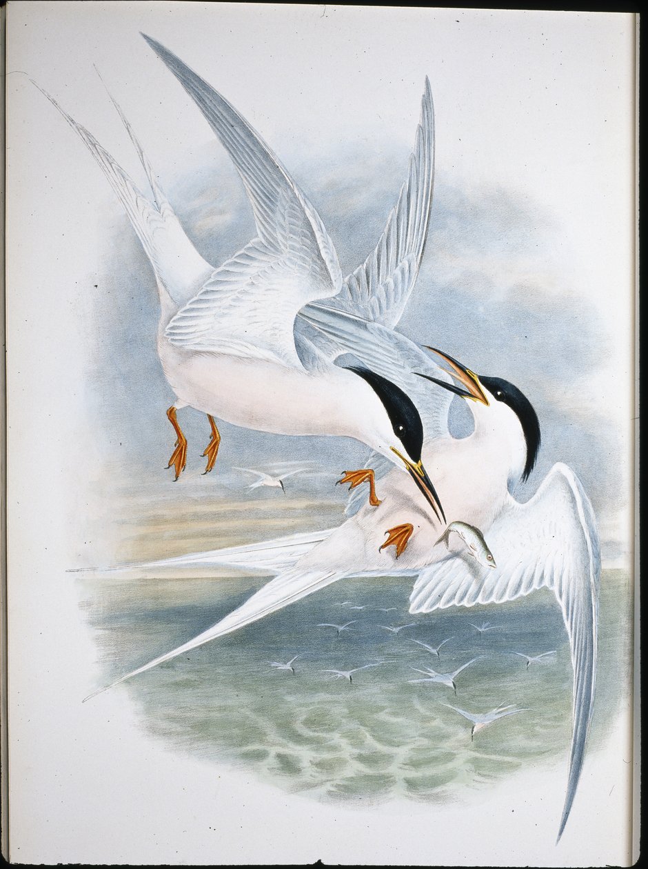 Kite of Glead (Milvus Regalis) (håndfarget litho) av John (after) Gould