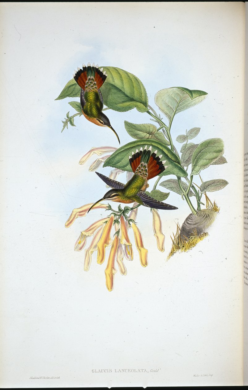 Lancelolate Eremitt (Glaucis Lanceolata) (håndfarget litho) av John (after) Gould