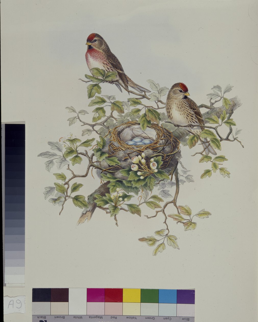 Mindre rødpoll (Aegisthus Rufescens) (håndfarget litho) av John (after) Gould