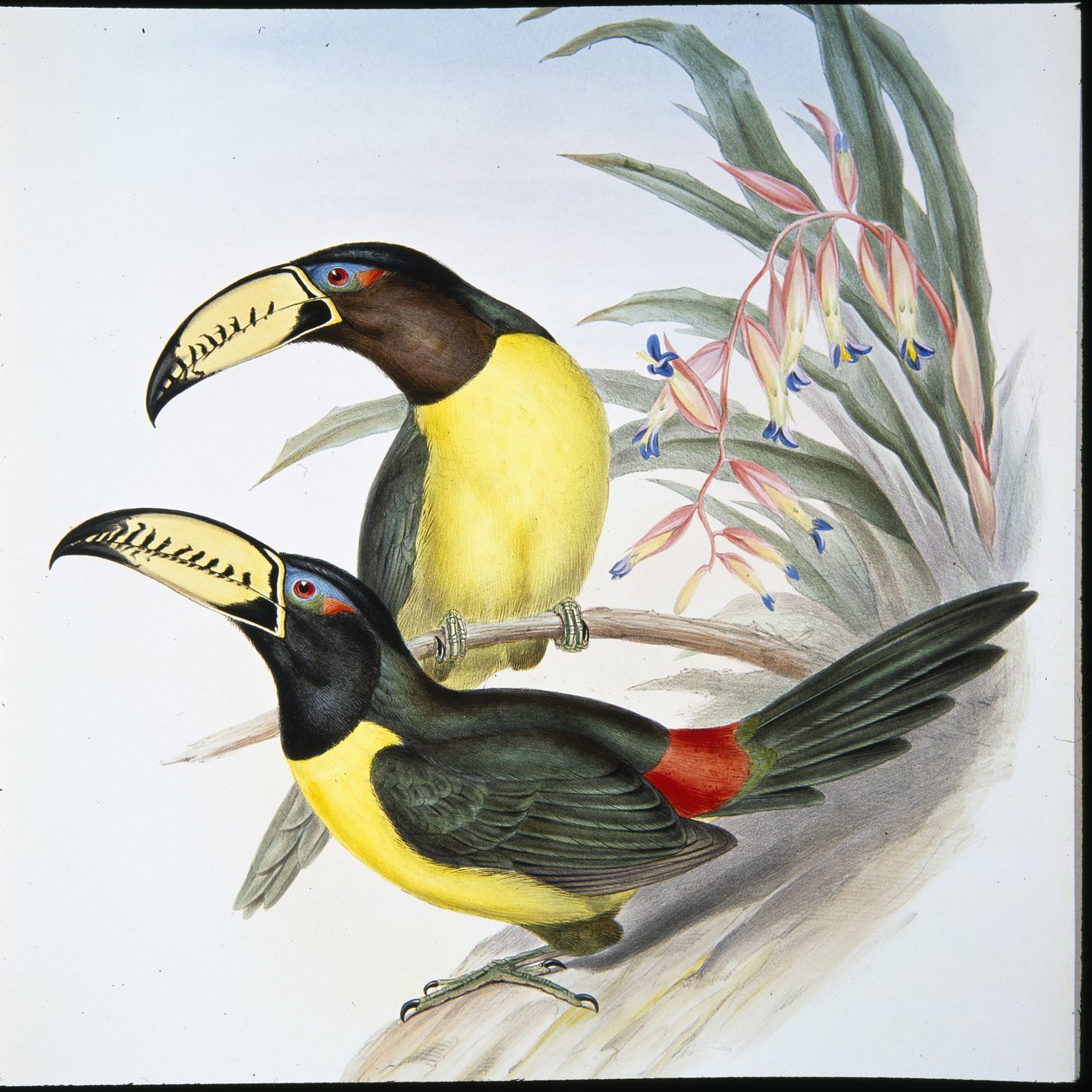 Aracari-tukan med bokstaver (Pteroglossus Inscriptus) (håndfarget litho) av John (after) Gould