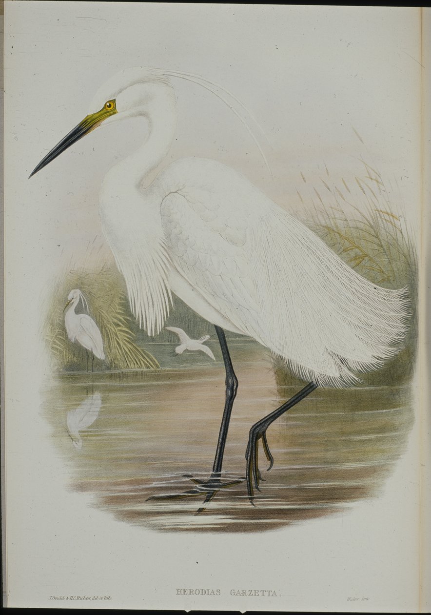 Little Egret (Egretta Garzetta) (håndfarget litho) av John (after) Gould