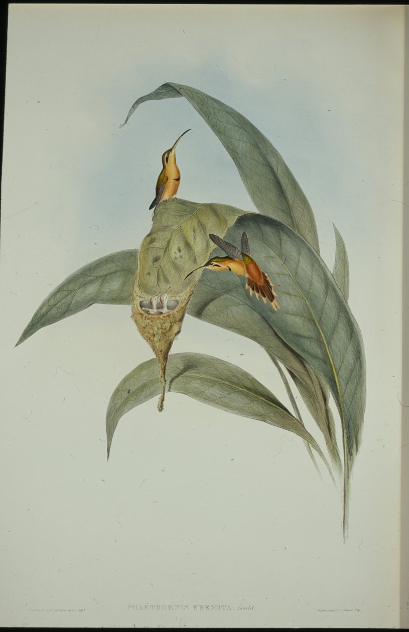 Lille eremitt (Phaethornis eremita) (håndfarget litho) av John (after) Gould
