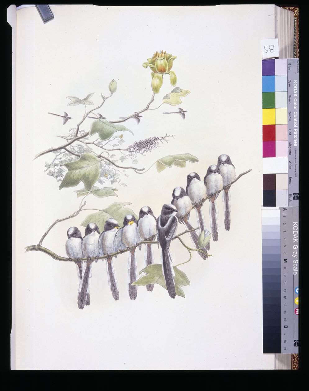Langhalet meis (Mecistura Caudata) (håndfarget litho) av John (after) Gould