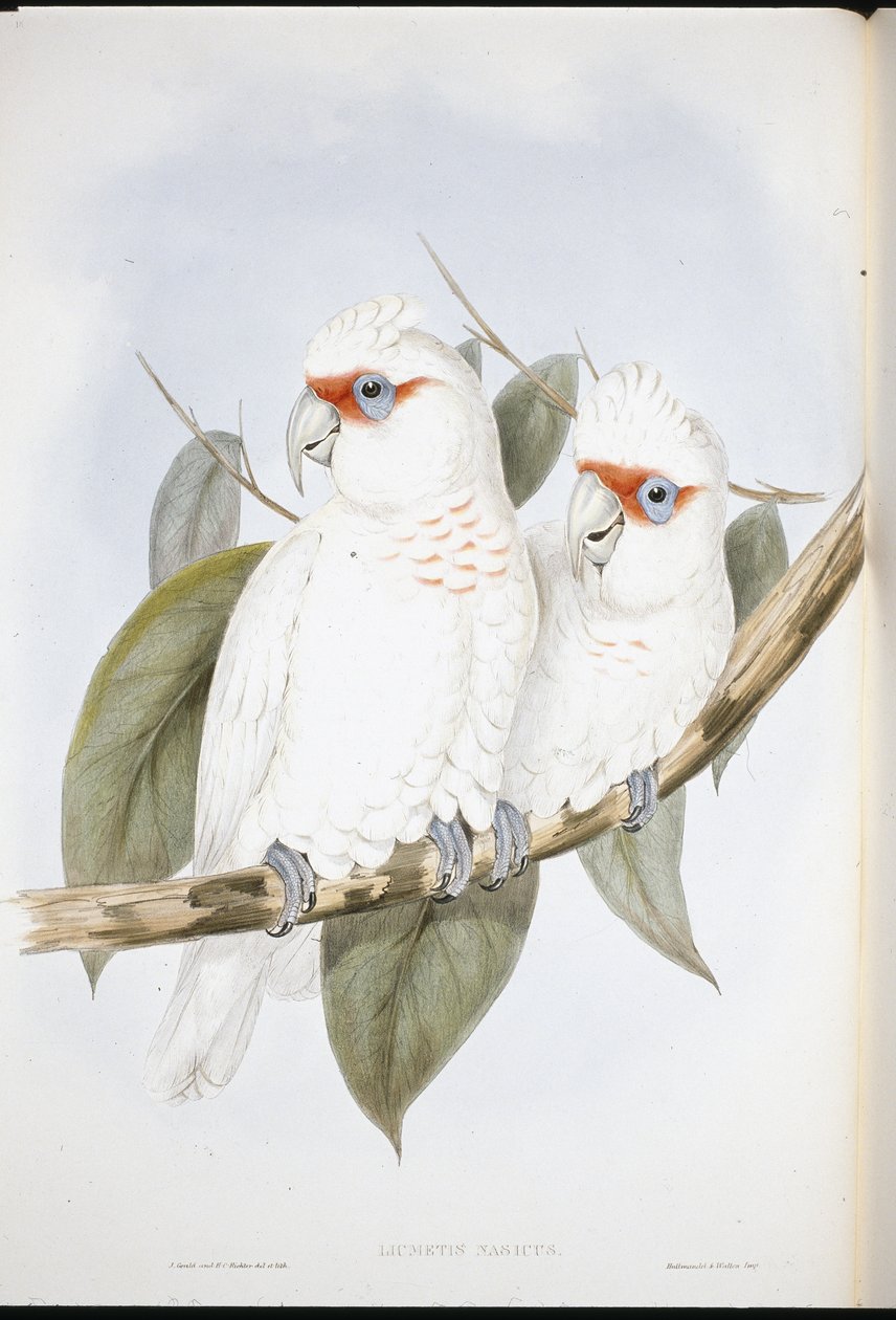 Langnebbkakadu (Licmetis Nasicus) (håndfarget litho) av John (after) Gould