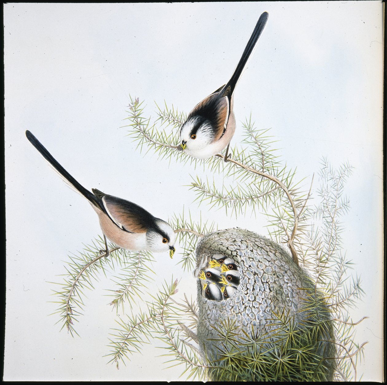 Langhalemeis (Mecistura Caudata) (håndfarget litho) av John (after) Gould