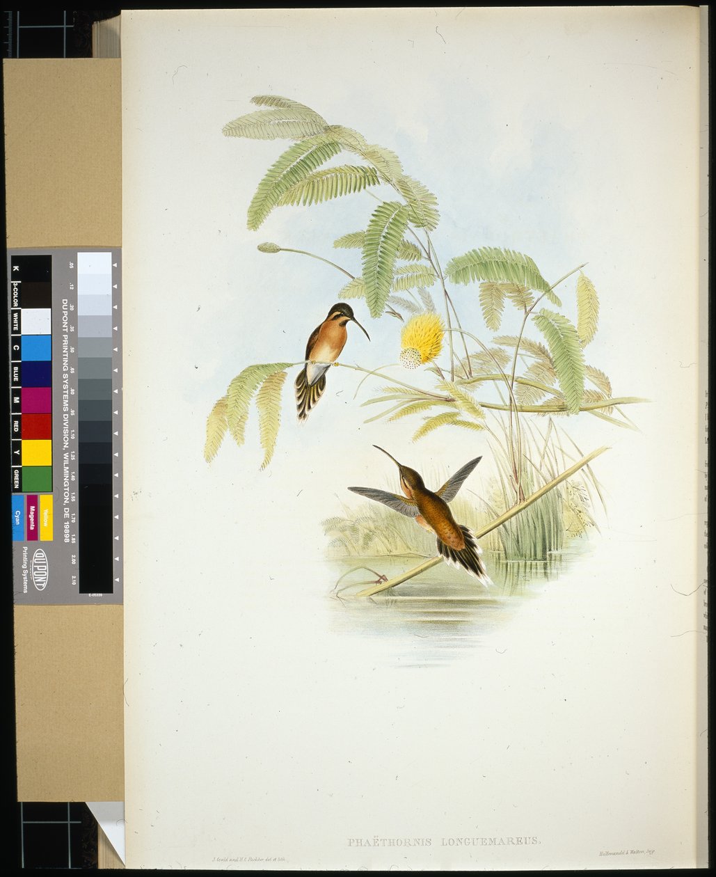 Longeumares eremitt (Phaethornis Longuemareus) (håndfarget litho) av John (after) Gould