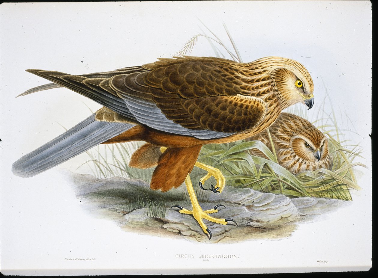 Marsh Harrier (Circus Aeruginosus) (farget gravering) av John (after) Gould