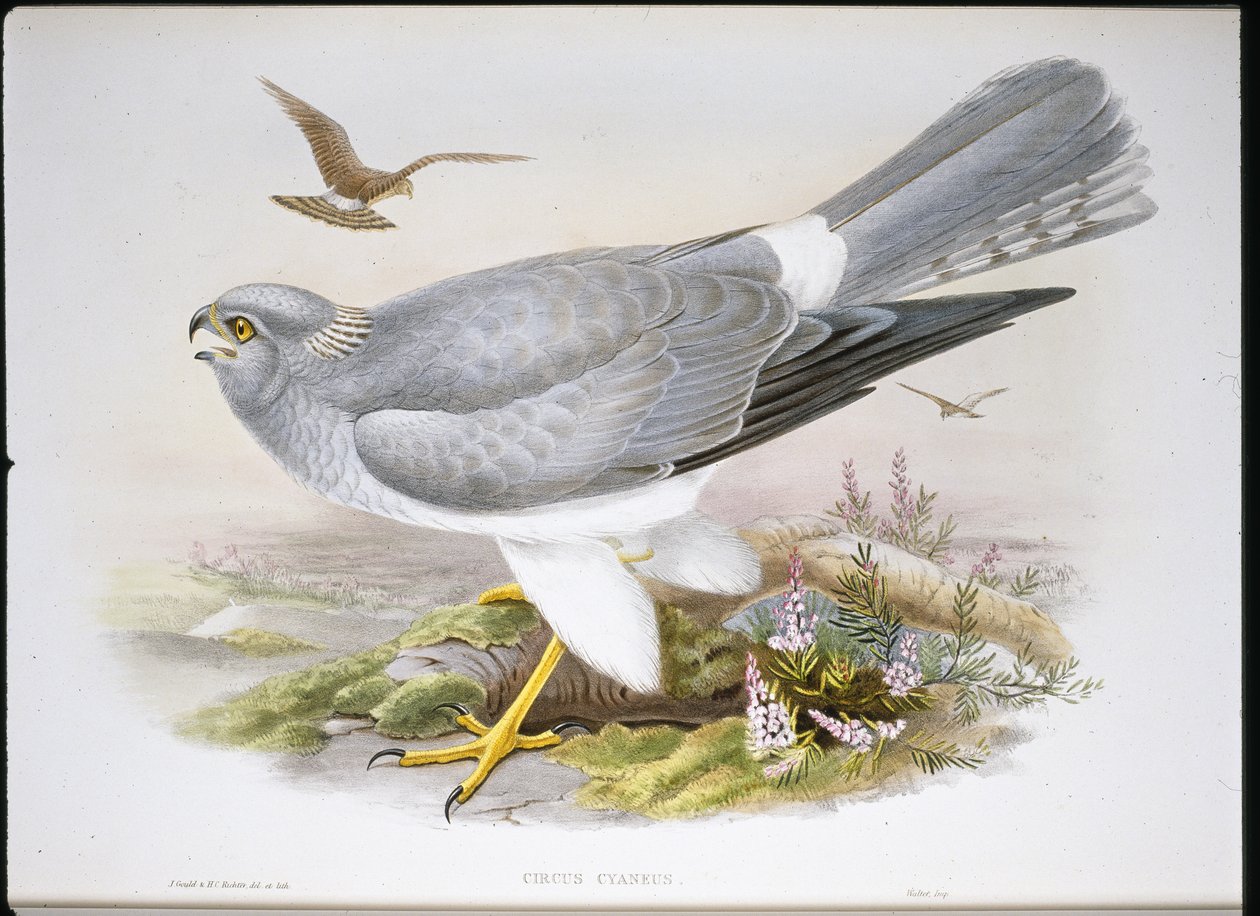 Marsh Harrier (Circus Aeruginosus) (håndfarget litho) av John (after) Gould