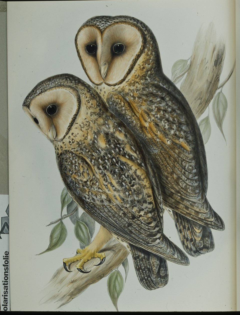 Maskert perleugle (Strix Personata) (håndfarget litho) av John (after) Gould