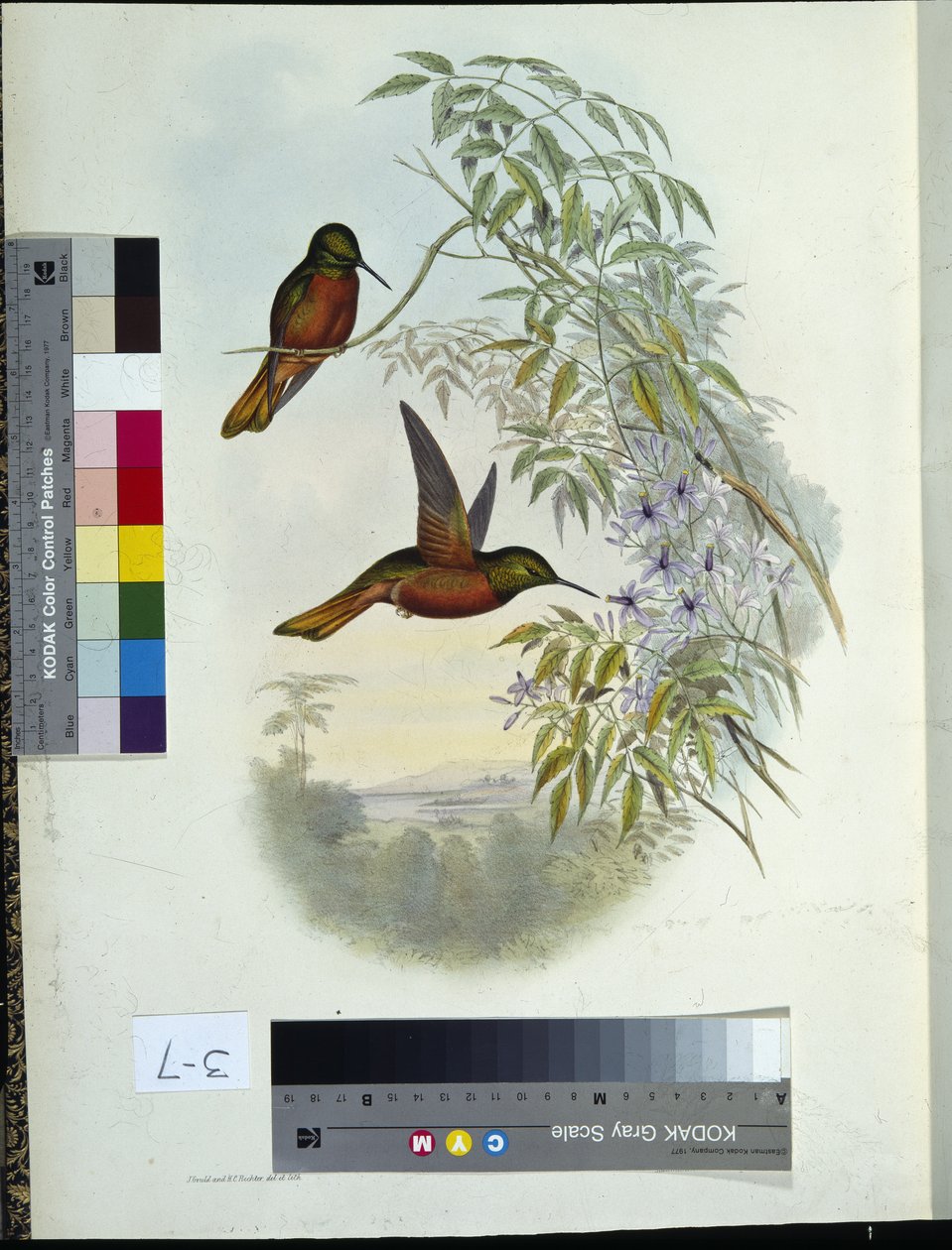 Matthew's Panoplites (håndfarget litho) av John (after) Gould