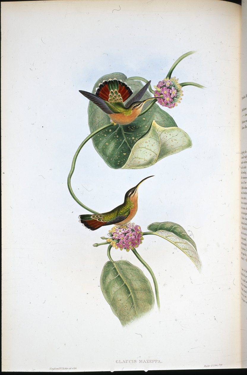 Mazeppa Eremitt (Glaucis Mazeppa) (håndfarget litho) av John (after) Gould