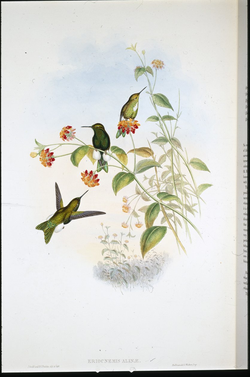Metallisk puff-leg (Eriocnemis Alinae) (håndfarget litho) av John (after) Gould