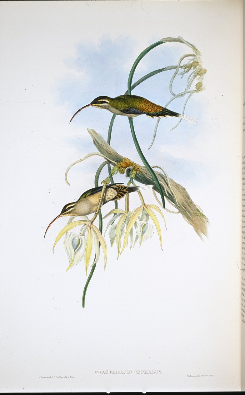 Meksikansk eremitt (Phaethornis Cephalus) (håndfarget litho) av John (after) Gould