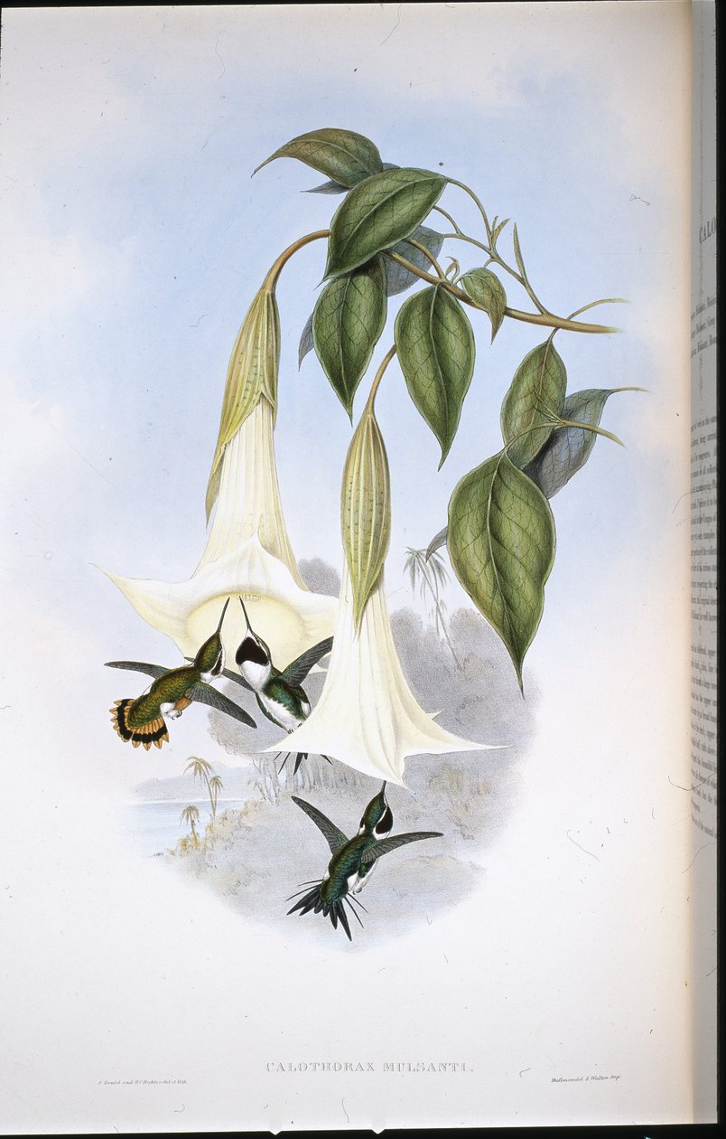 Mulsants trestjerne (Calothorax Mulsanti) (håndfarget litho) av John (after) Gould
