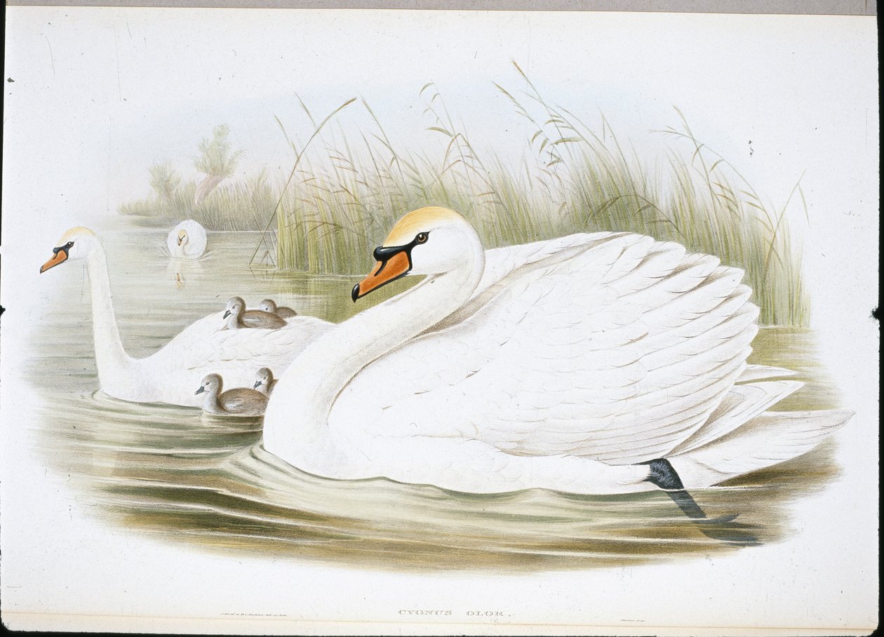 Mute Swan (Cygnus Olor) (håndfargede medlemmer) av John (after) Gould