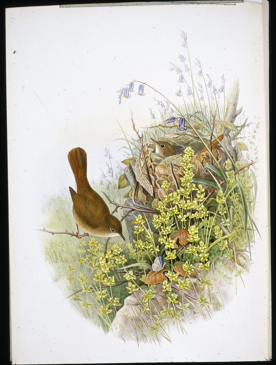 Nattergal (håndfarget litho) av John (after) Gould