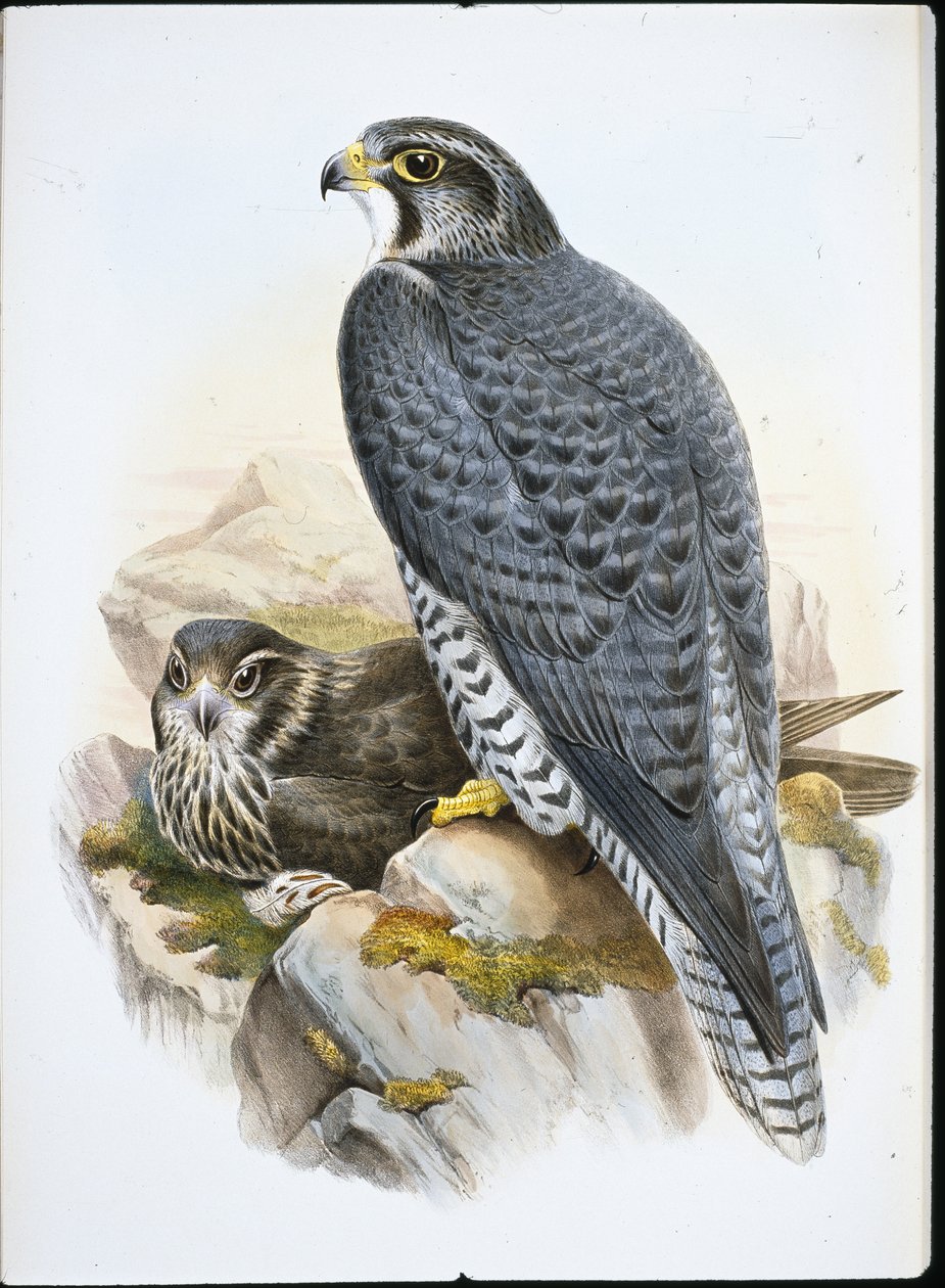 Norsk eller Gyrfalcon Falcon (Falco Gyrfalco) (håndfarget litho) av John (after) Gould