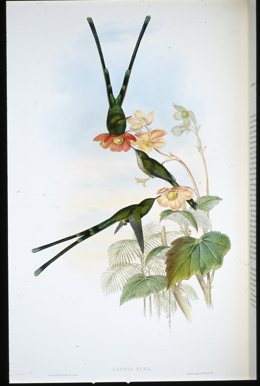 Nouna-koaliI (Lesbia Nuna) (håndfarget litho) av John (after) Gould