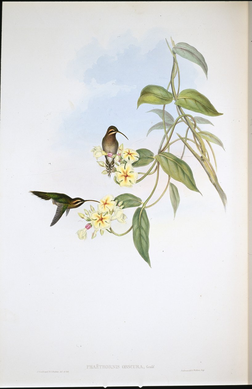 Obskur eremitt (Phaethornis Obscura) (håndfarget litho) av John (after) Gould