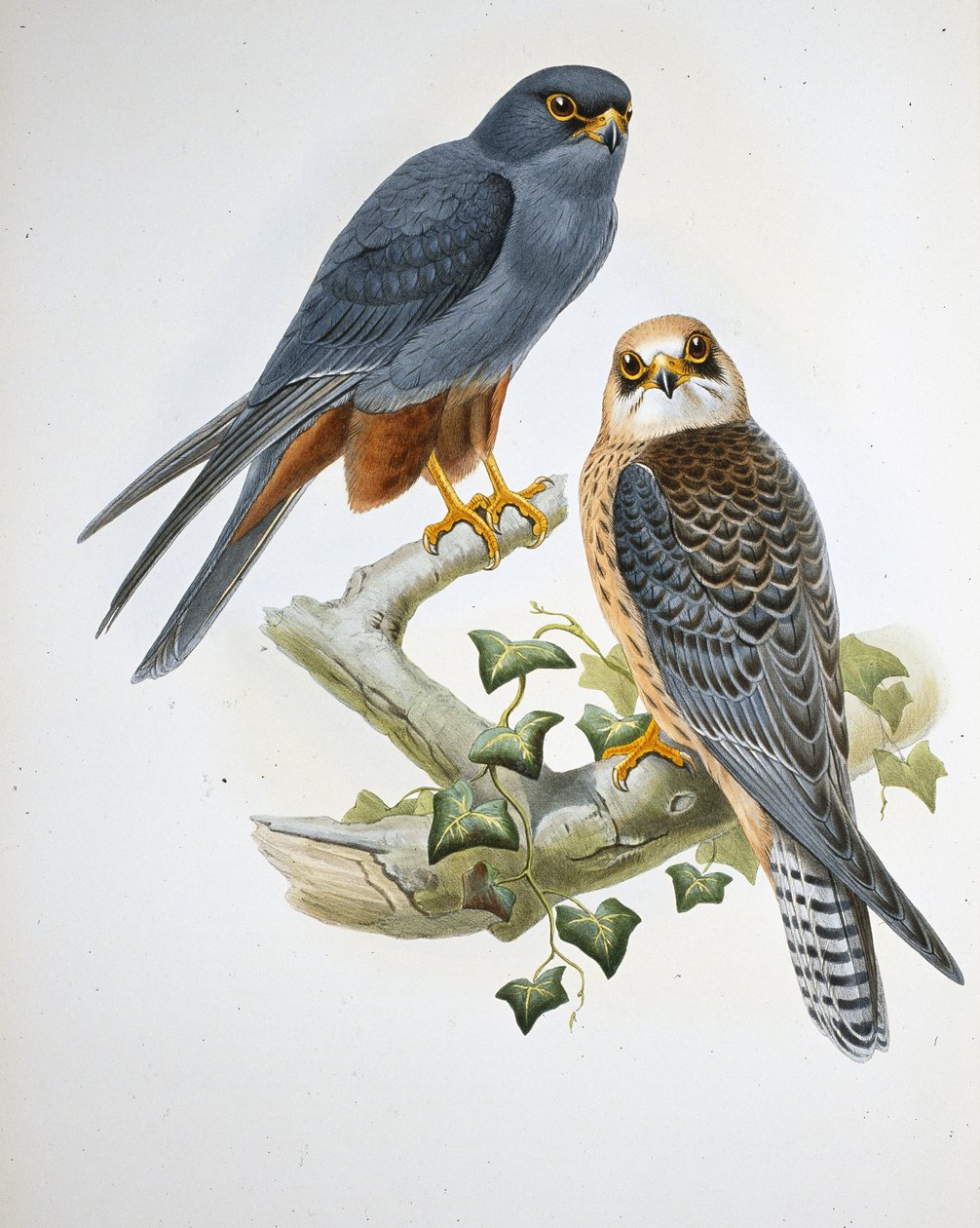 Oransjebeint hobby (Erythropus Vespertinus) (håndfarget litho) av John (after) Gould