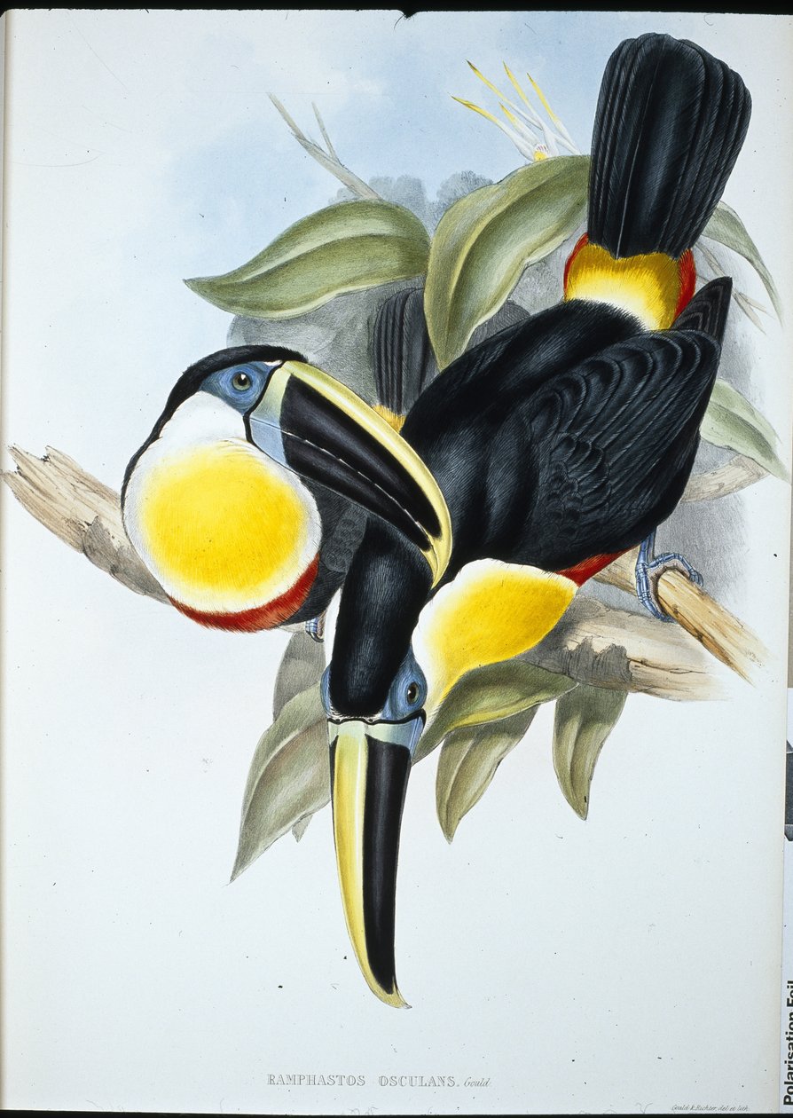 Kiss Toucan (Ramphastos Kissing) (håndfarget litho) av John (after) Gould