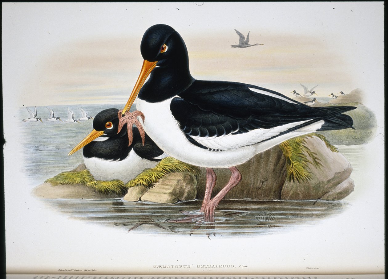 Oyster Catcher (Heamatopus Ostralegus) (håndfarget litho) av John (after) Gould