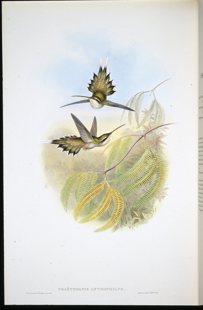 Blek eremitt (Phaethornis Anthophilis) (håndfarget litho) av John (after) Gould