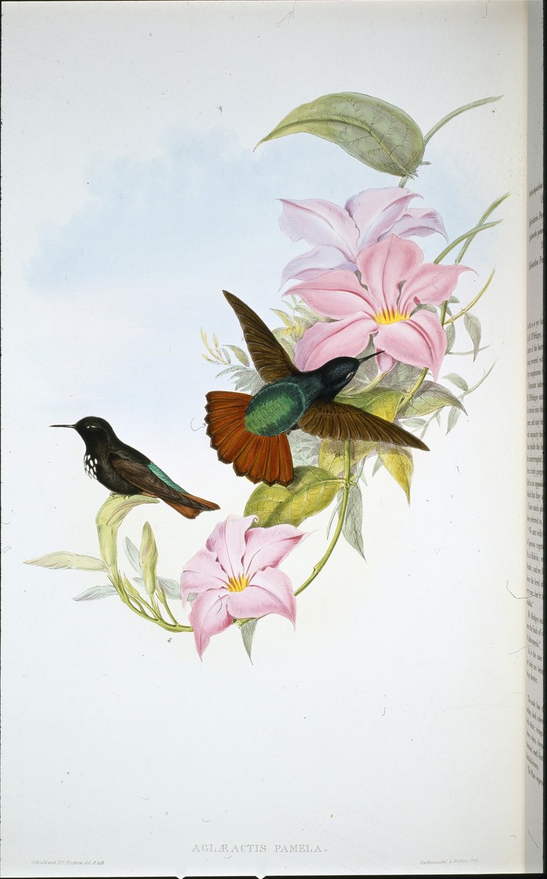 Pamelas solstråle (Aglaeactis Pamela) (håndfarget litho) av John (after) Gould