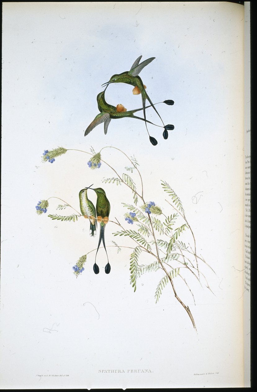 Peruansk rackethale (Spathura Peruana) (håndfarget litho) av John (after) Gould