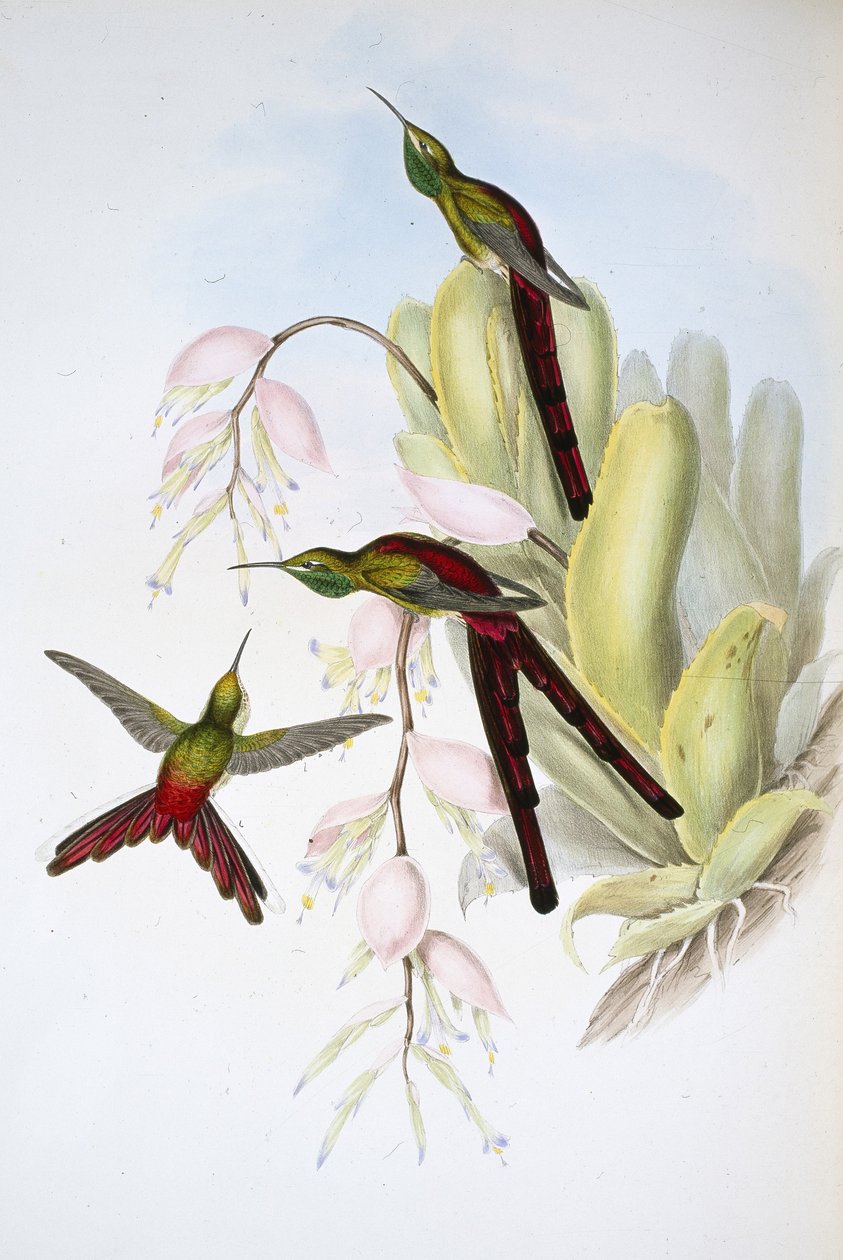 Phaon Comet (Cometes Phaon) (håndfarget lito) av John (after) Gould