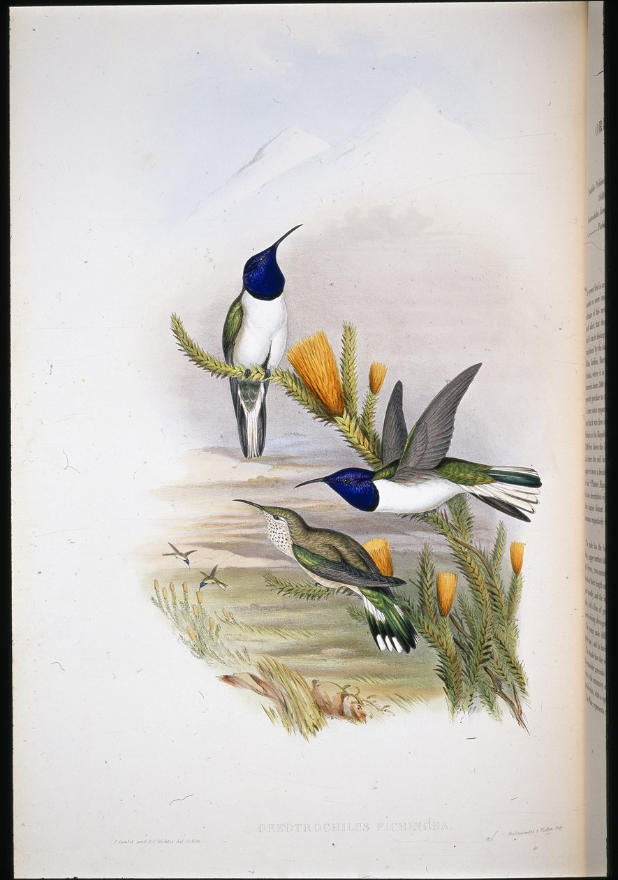 Hill Star (Oreotrochilus Pichincha) (håndfarget litho) av John (after) Gould