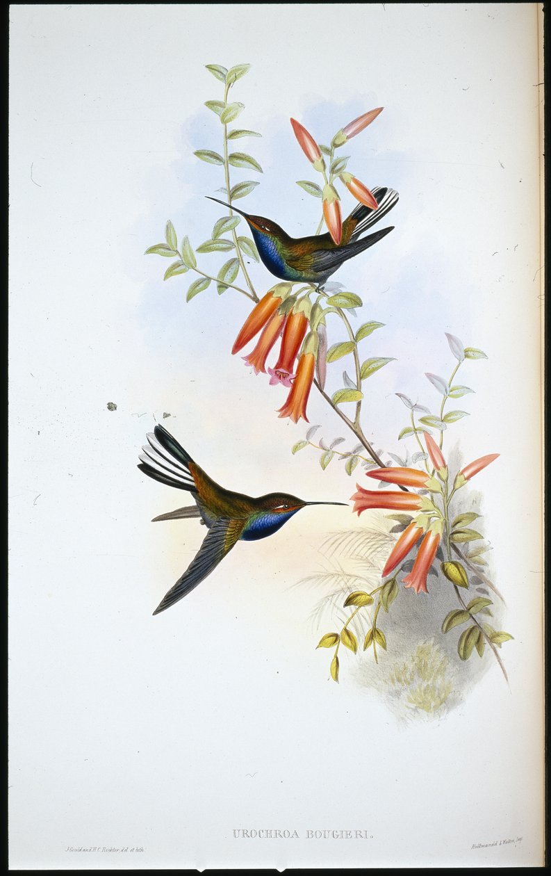Pied-tail kolibri (Urochroa Bougieri) (håndfarget litho) av John (after) Gould