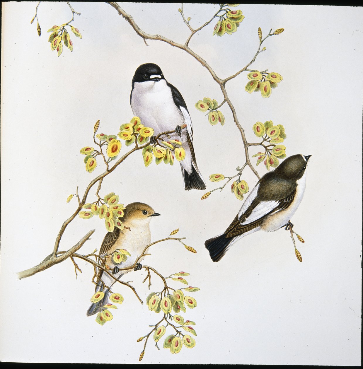 Pied Fluesnapper (Muscicapa Atricapilla) (håndfarget litho) av John (after) Gould