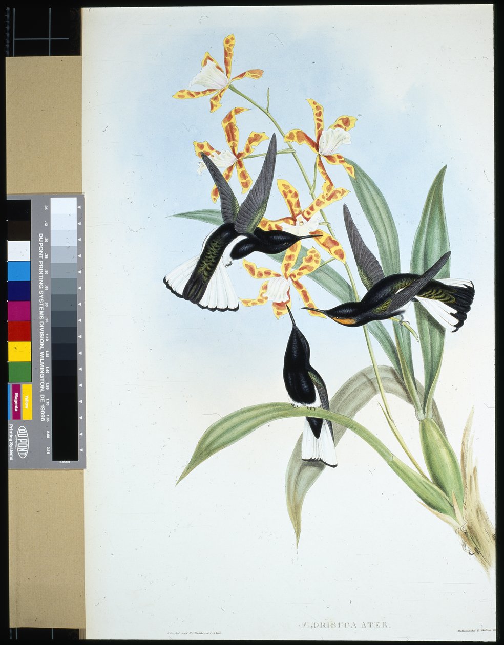 Pied Jacobin (florisuga ater) (håndfarget litho) av John (after) Gould