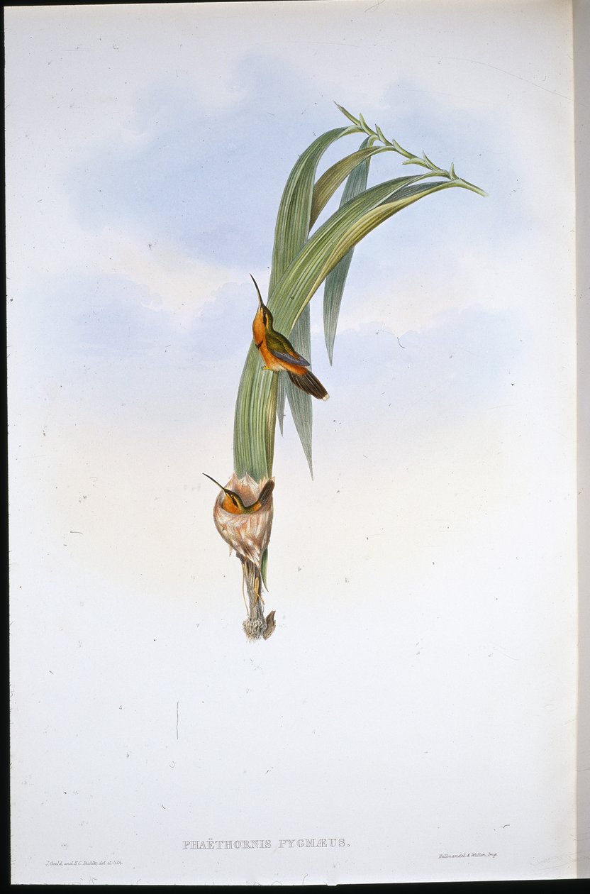 Pigmy Eremitt (Phaethornis Pygmaeus) (håndfarget litho) av John (after) Gould