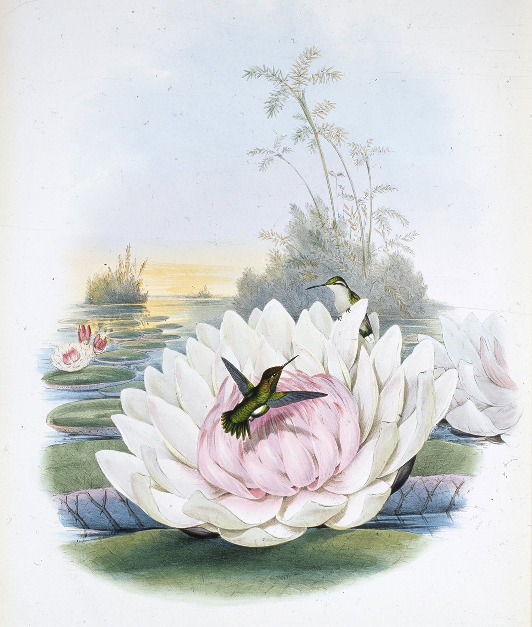 Poortman's Emerald (chlorostilbon Portmanni) skal være (chlorostilbon Poortmanni) (håndfarget litho) av John (after) Gould