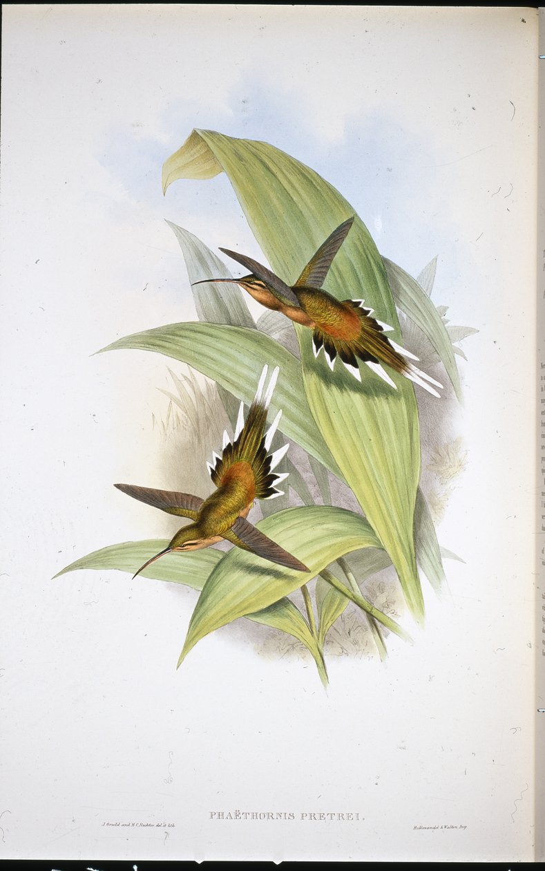 Pretres eremitt (Phaethornis Pretrei) (håndfarget litho) av John (after) Gould
