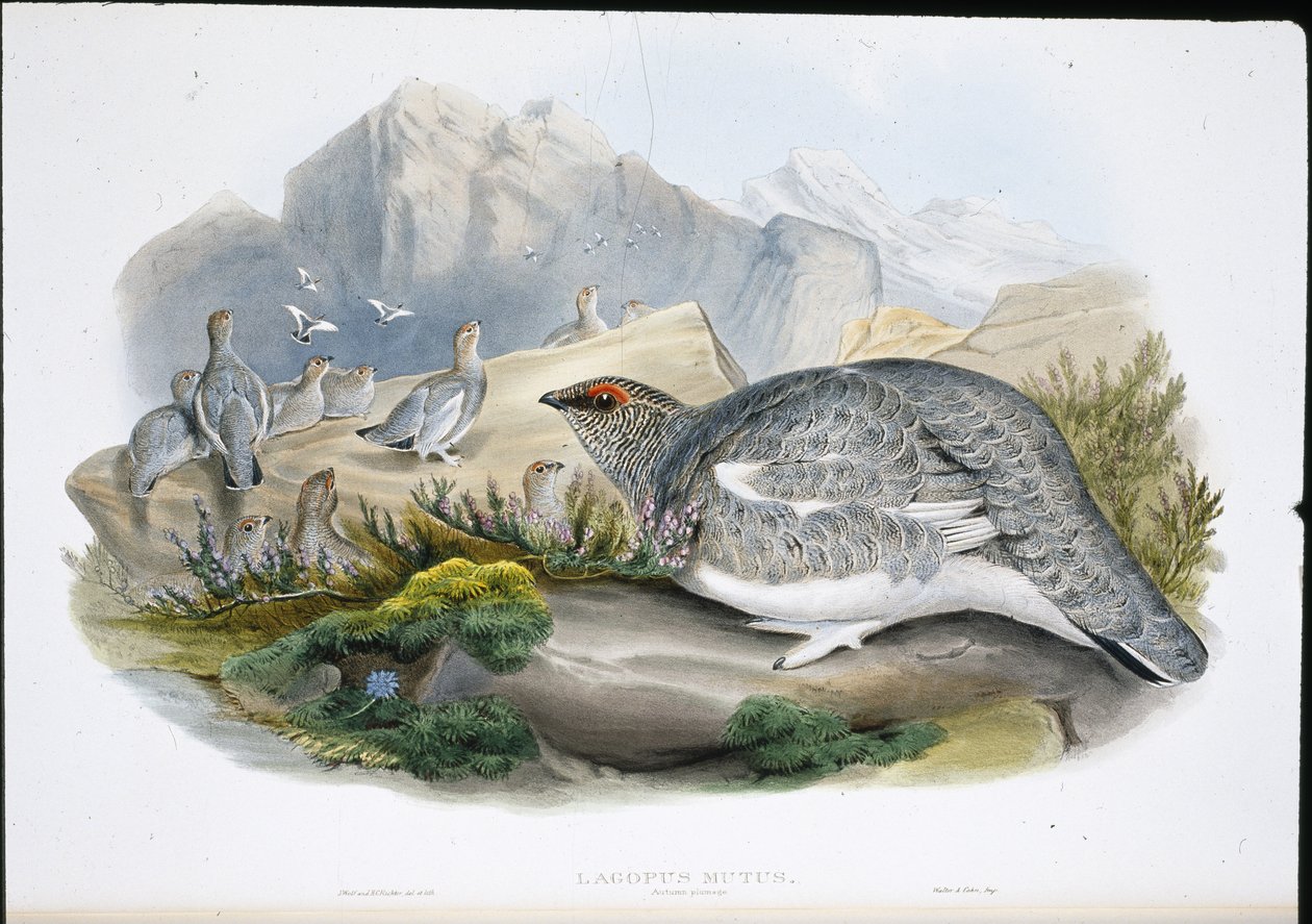 Rype (høstfjærdrakt) (Lagopus Mutus) (håndfarget litho) av John (after) Gould