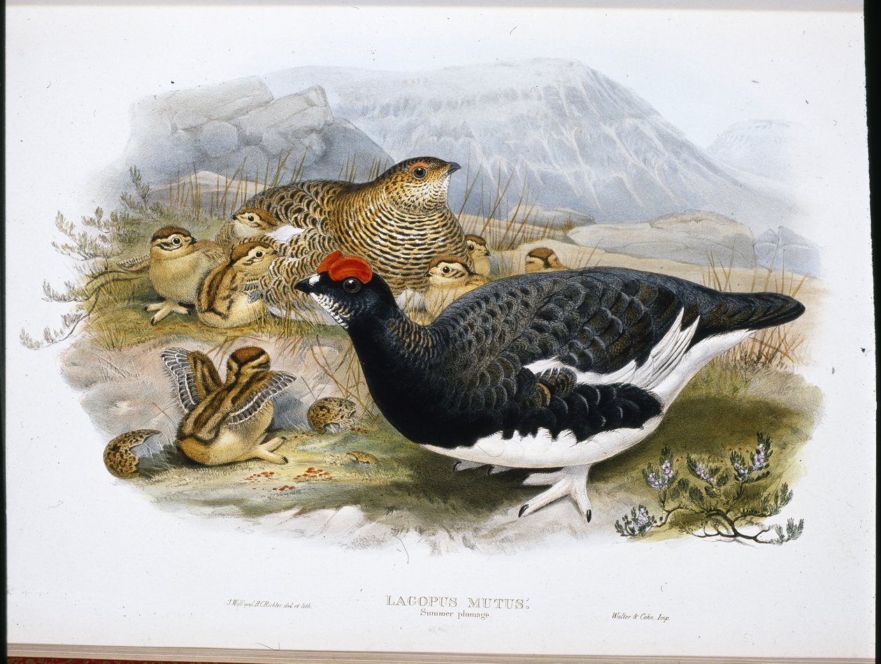 Rype (sommerfjærdrakt) (Lagopus Mutus) (håndfarget bilde) av John (after) Gould