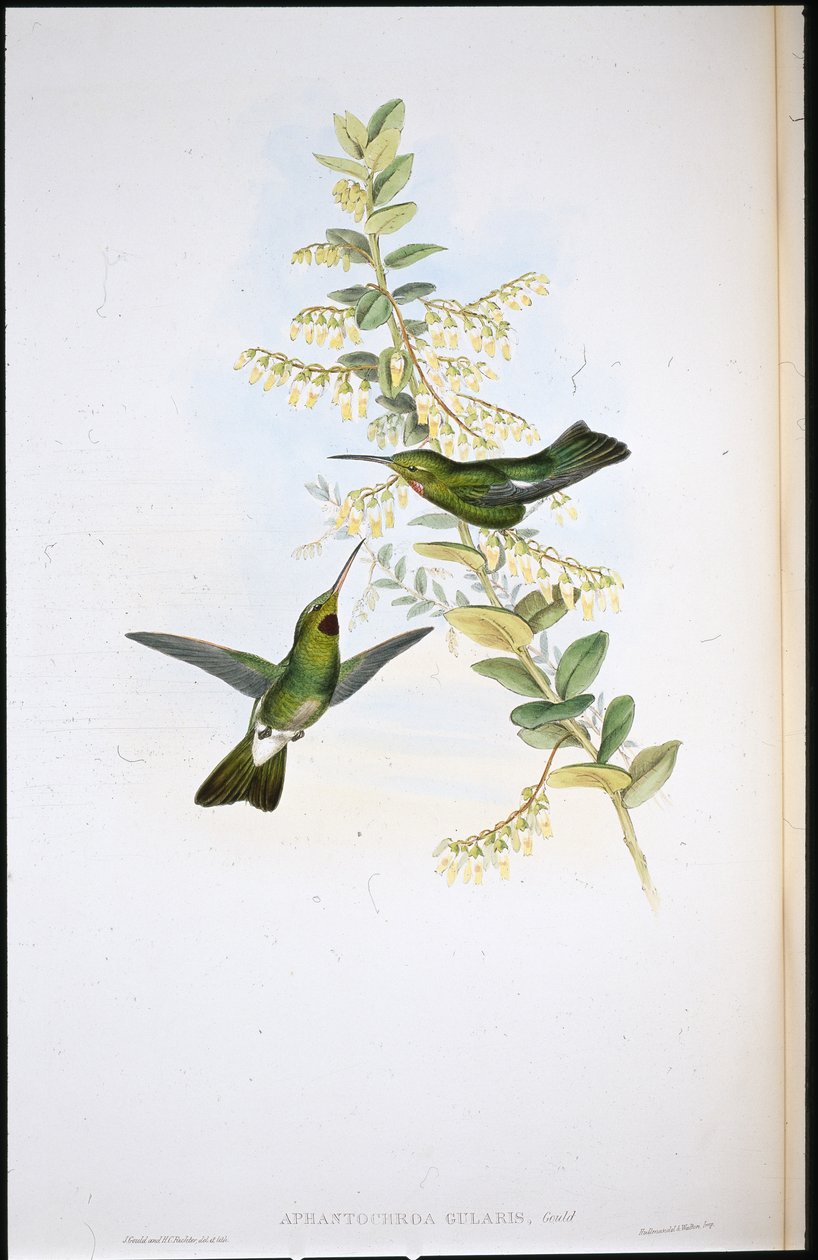 Loppehals kolibri (Aphantochroa Gularis) (håndfargede lemmer) av John (after) Gould