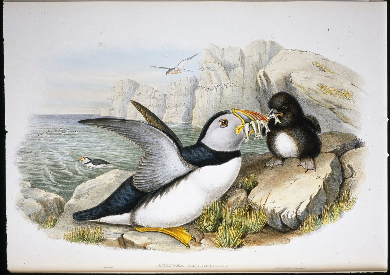 Lundefugl (Fratercula Arctica) (håndfarget litho) av John (after) Gould