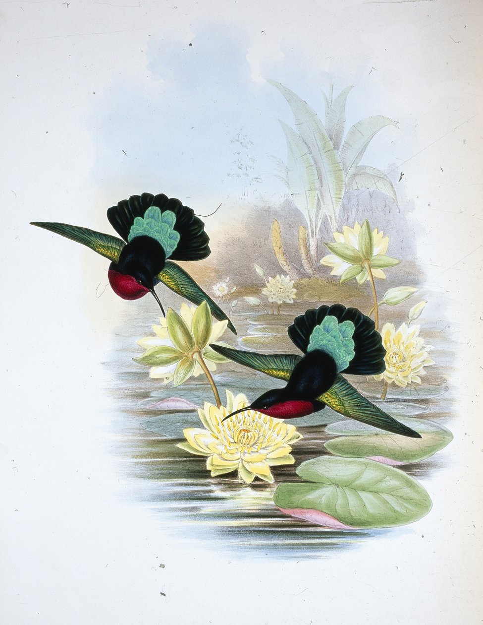 Lilla-breasted Carib (Eulampis Jugularis) (håndfarget litho) av John (after) Gould